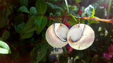 Nautilus Shell and gold dangle earrings by Washington based jewelry designer Heather Johnson. 