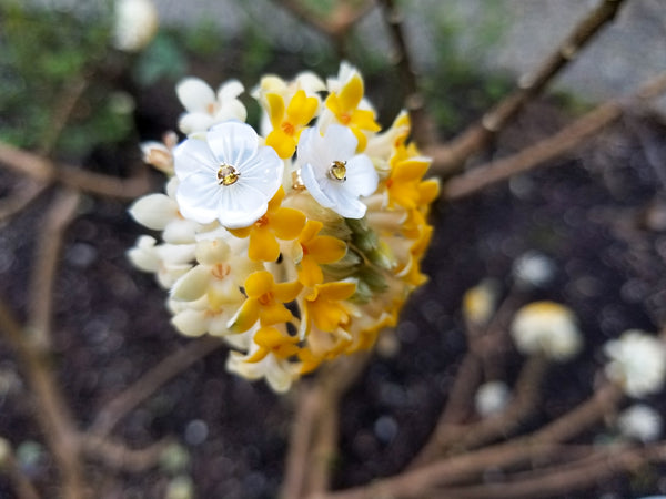 Blossoms