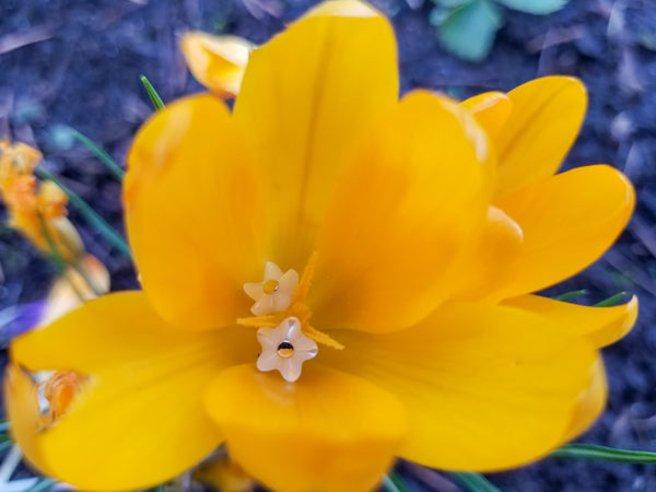 Blossoms