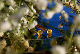 Daisy Chains